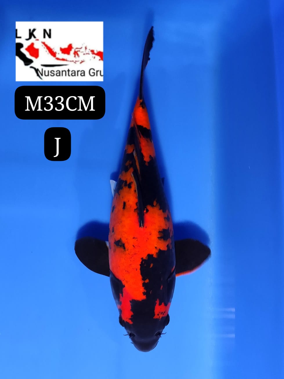 SUPER SB HIUTSURI MALE SUPER IKAN IDAMAN PARA SULTAN 33cm