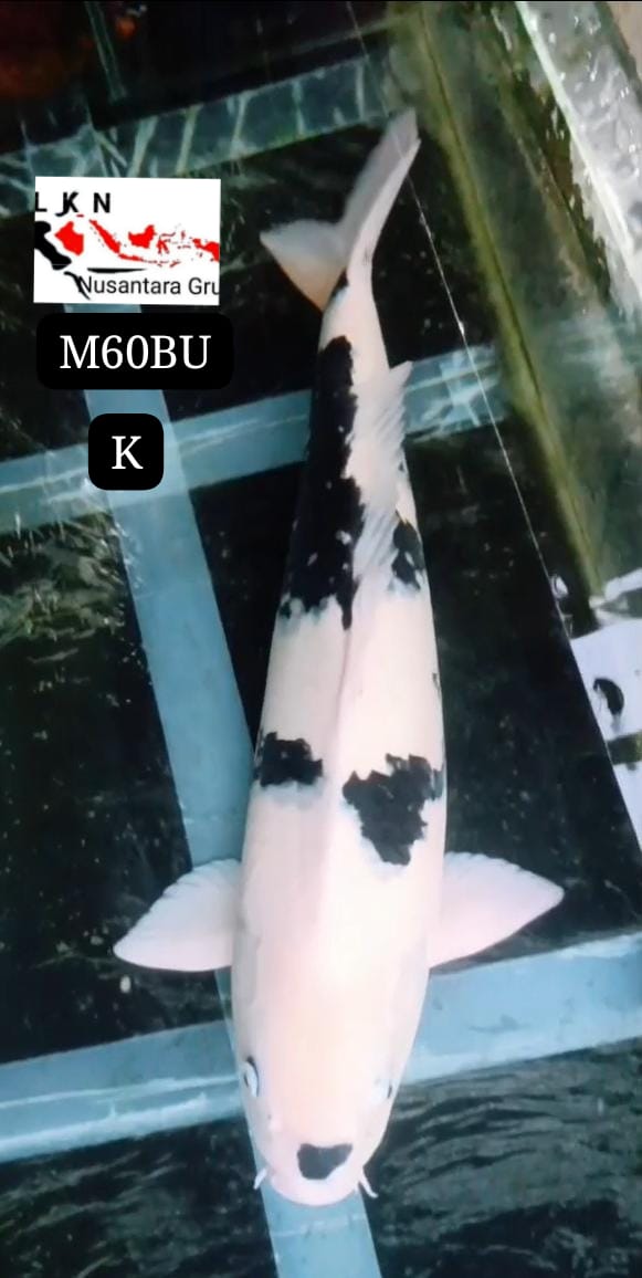 SUPER JUMBO SHIRO SKIN JOS LOKASI BLITAR 60BU 59cm