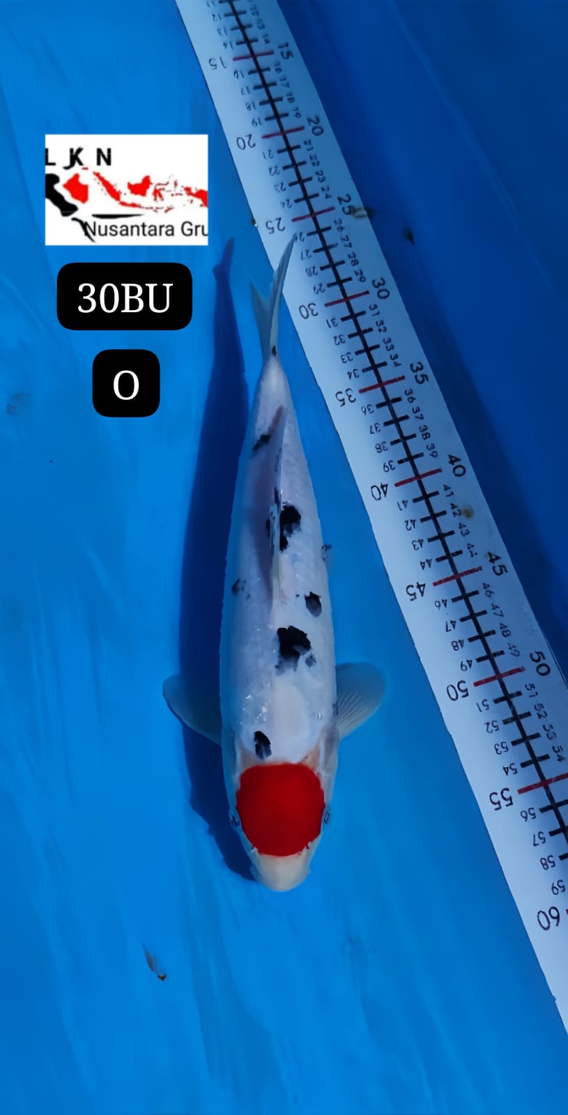 TC SHANKE MALE LOKASI BLITAR 30BU 29cm