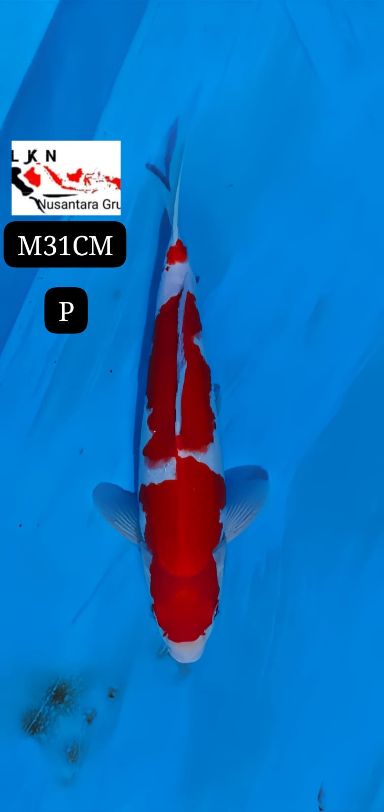 KOHAKU ORIGINAL MALE LOKASI BLITAR 31cm