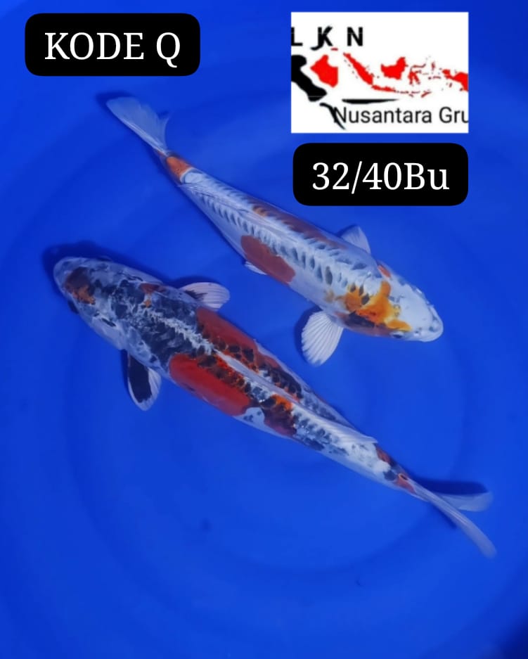 PKT 2 EKOR ANTIQUEN LOKASI BLITAR 3240BU 39cm