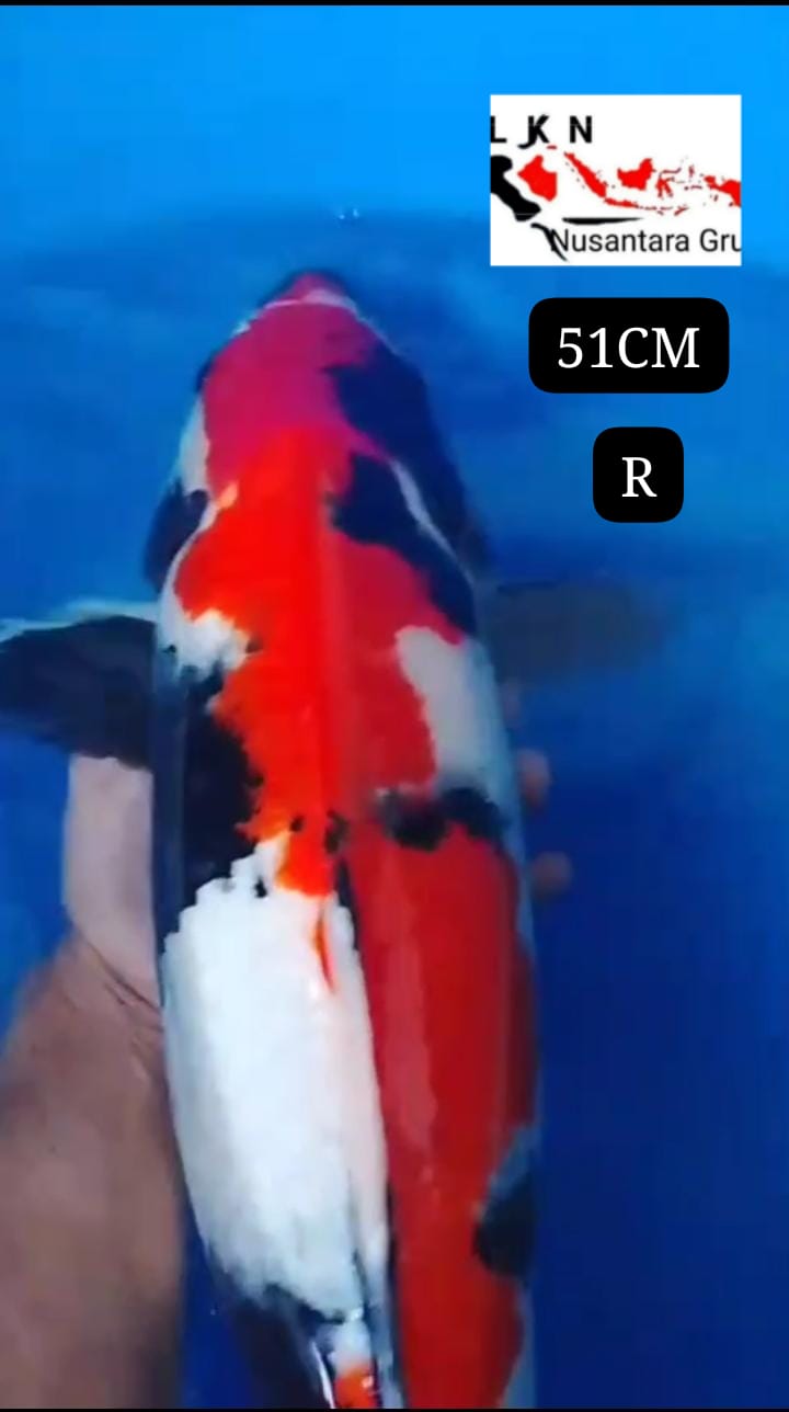 SUPER MONSTER KOLAM SHOWA SHANSOKU IKAN KELAS SULTAN JUMBO JOS BODY TORPEDO LOKASI BKC 51cm