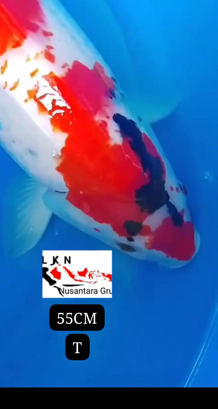 SUPER MONSTER KOLAM BODY TORPEDO ISTIMEWA LOKASI BKC 55cm