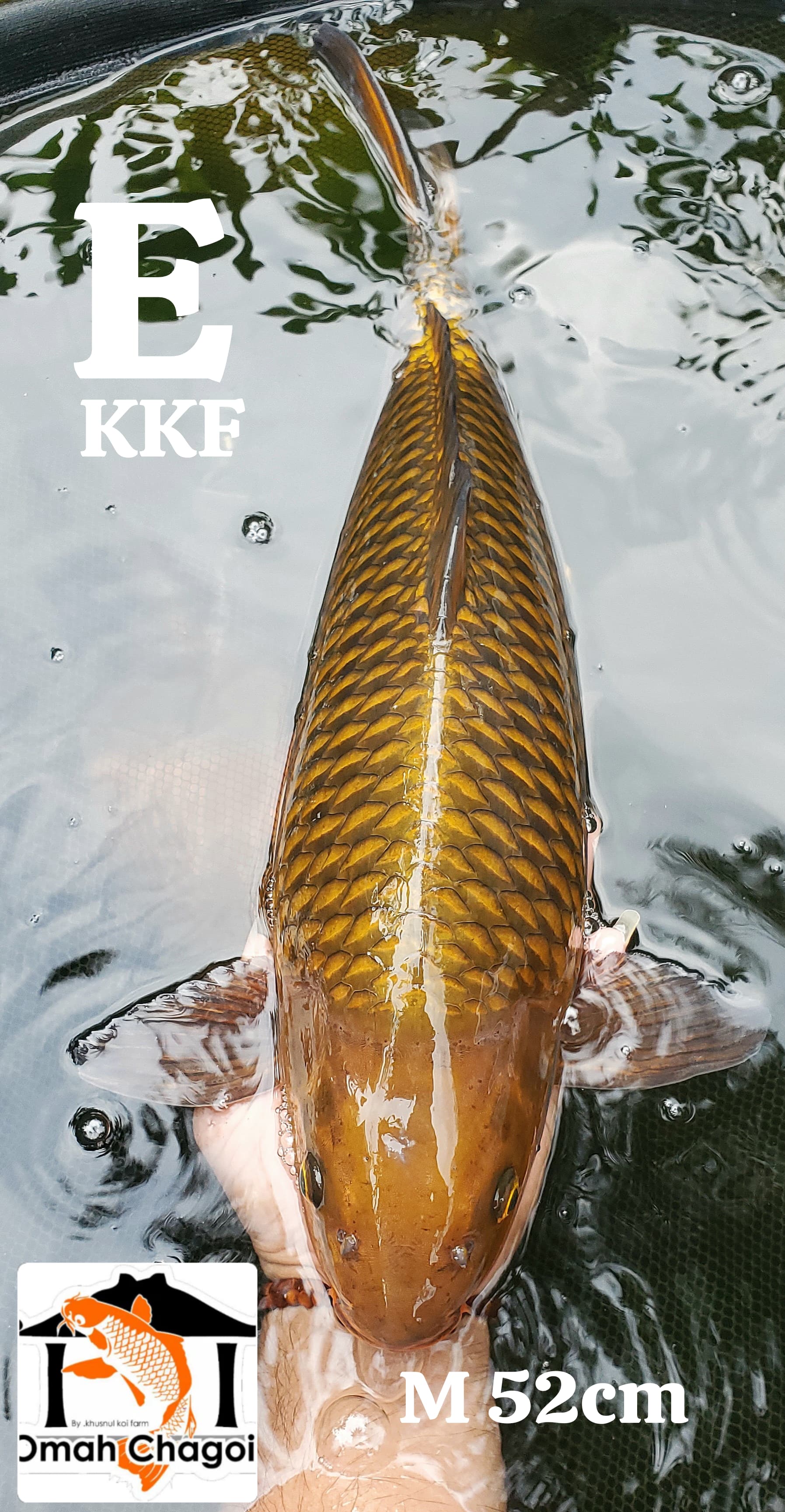 CHAGOI TAMBAGA RING TAJAM KKF MALE 52cm