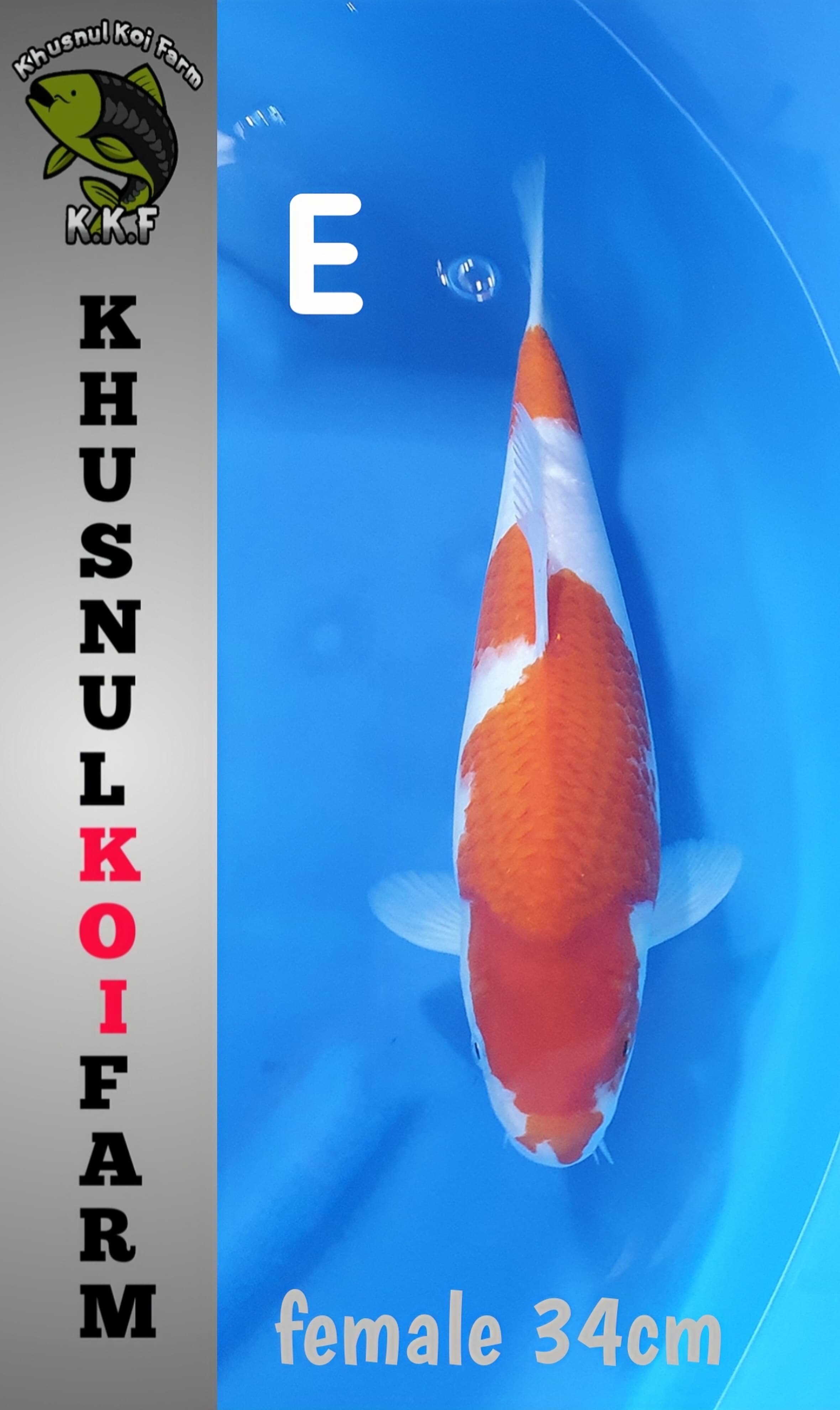 KOHAKU KHUSNUL 34cm