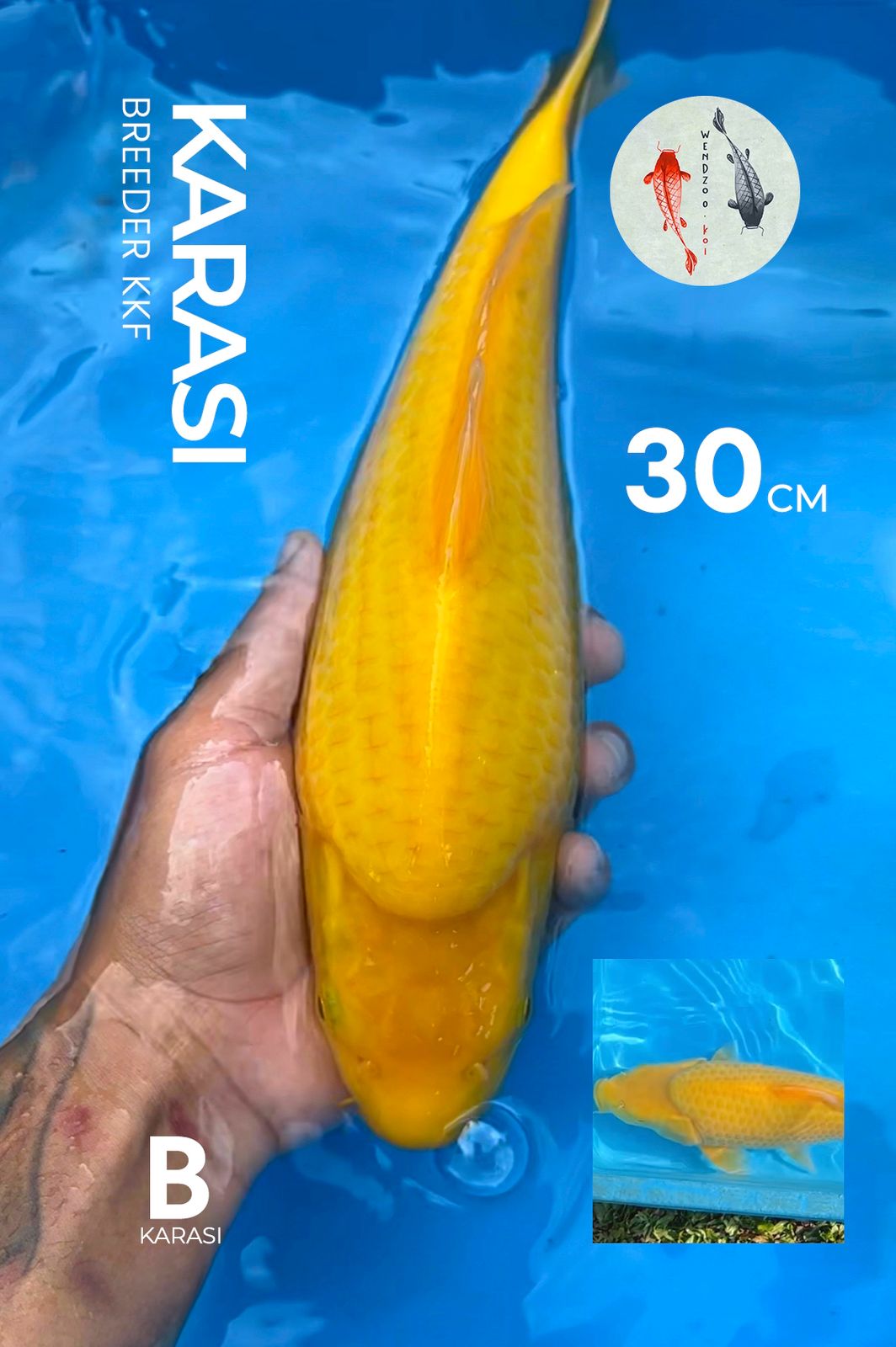 KARASI LEMON BERPUNUK 30cm