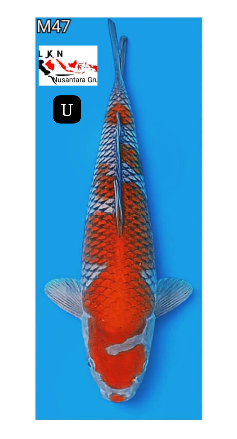 SUPER UCHIBA IKAN MEWAH IDAMAN PARA SULTAN LOKASI BLITAR 47cm