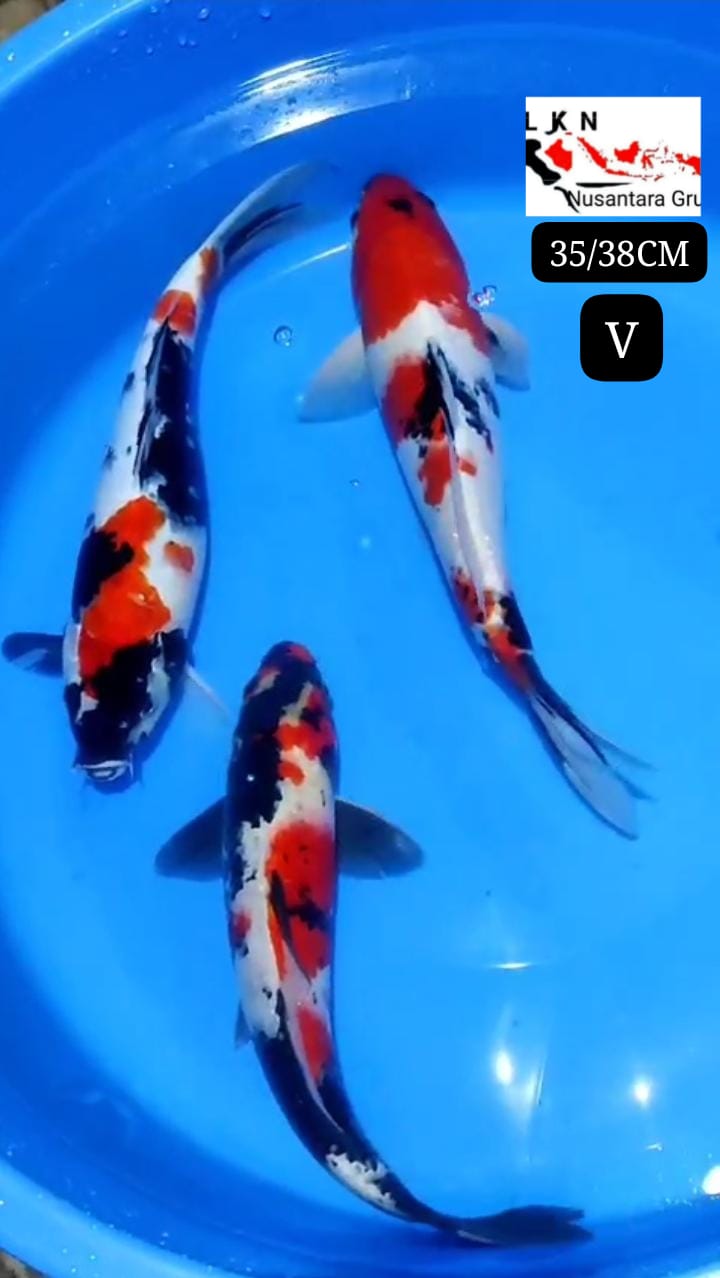 PKT 3 EKOR SHOWA ISTIMEWA LOKASI BLITAR 3538cm