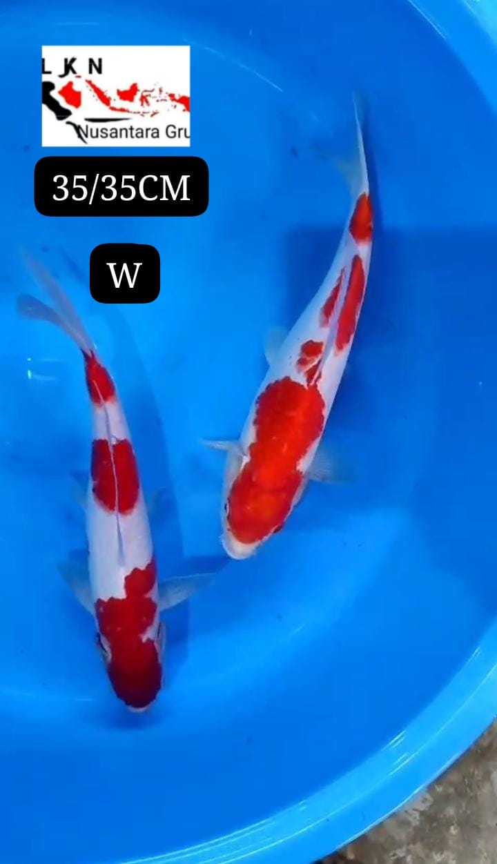 PKT 2 EKOR KOHAKU JOS JANTAN SEMUA LOKASI BLITAR 3535cm