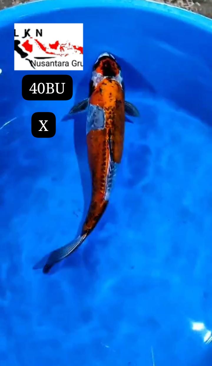 SUPER MARUTEN KIKO ANTIK JOS LOKASI BLITAR 40BU 39cm