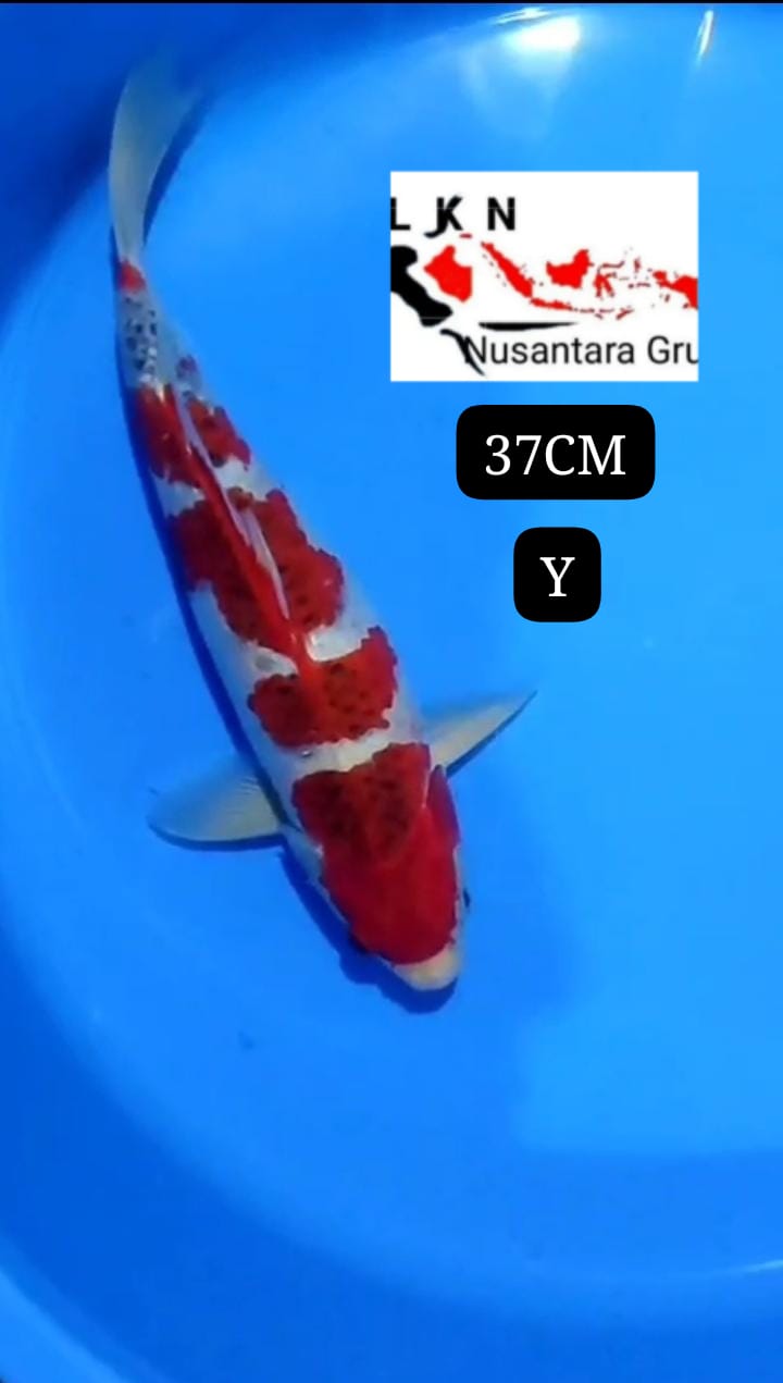 SUPER AIGOROMO LOKASI BLITAR 37cm