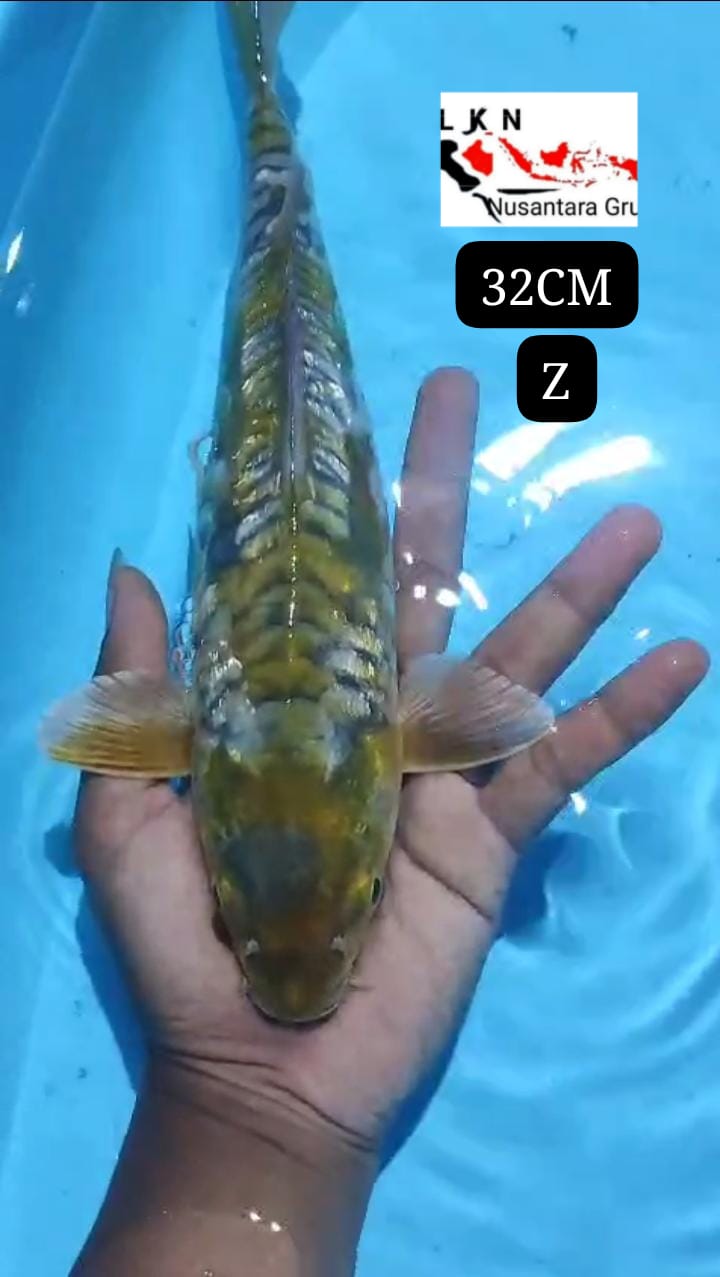 SUPER ARAGOKE LOKASI BLITAR 32cm