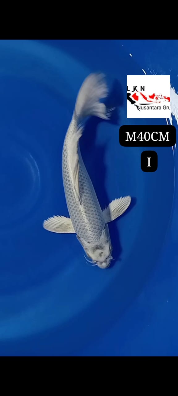PENARI KOLAM SLAYER KUMPAY JOS MALE LOKASI BLITAR 40cm