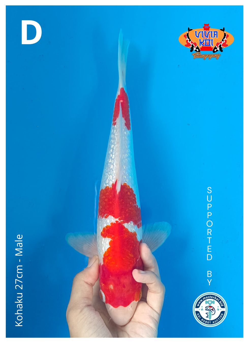 KOHAKU 27cm