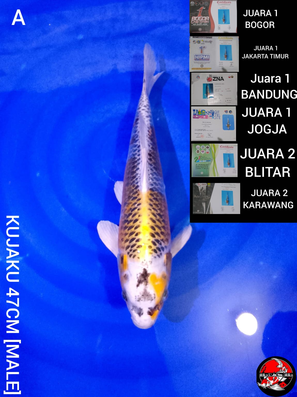 KHUJAKU 47cm