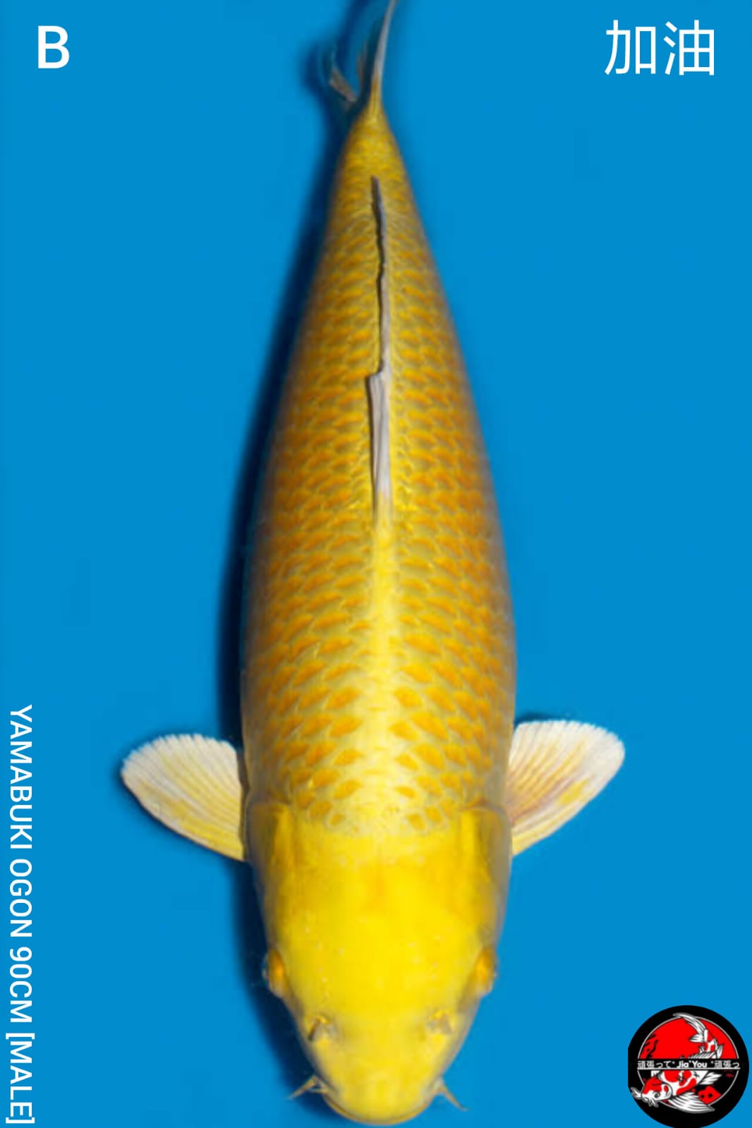 YAMABUKI OGON 90cm