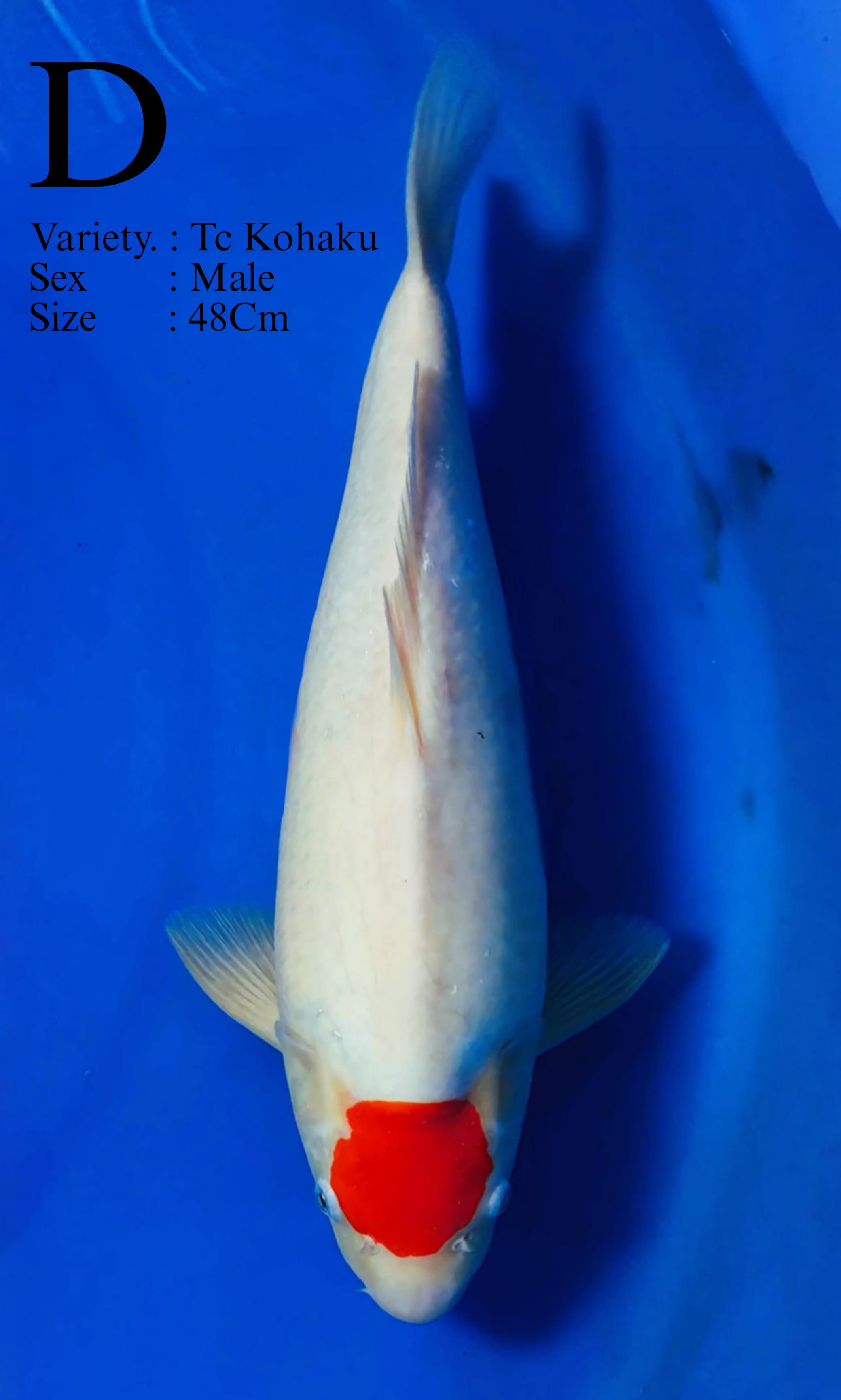 TANCHO KOHAKU BODYBULLKY 48cm