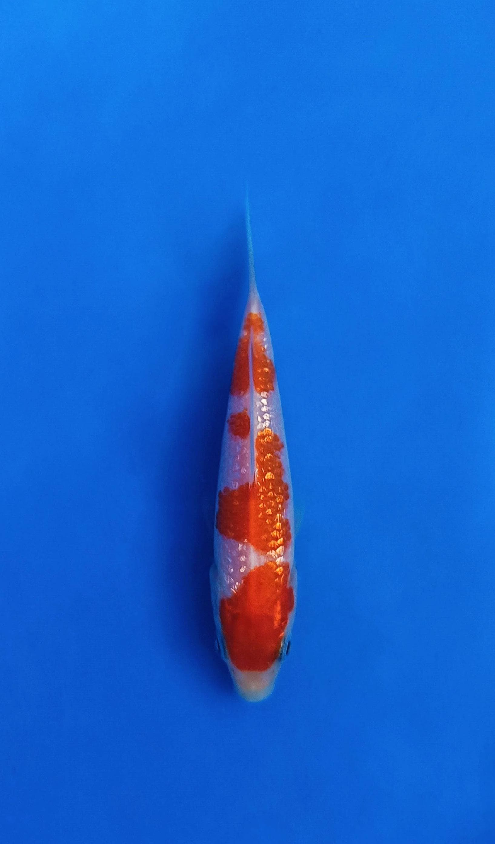 GINRIN KOHAKU 12cm