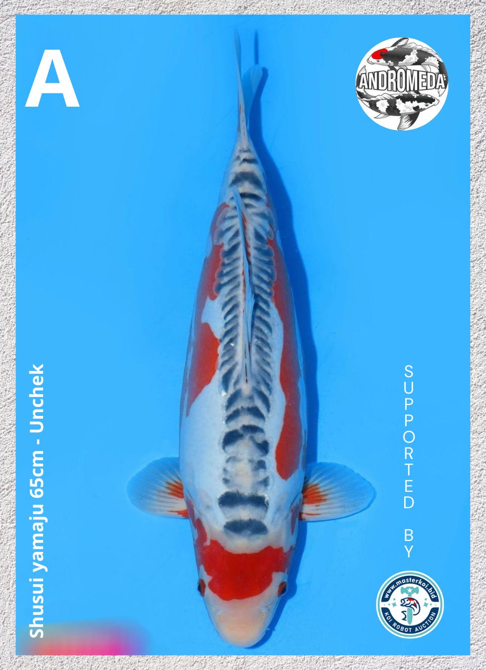 SHUSUI YAMAJU 65cm