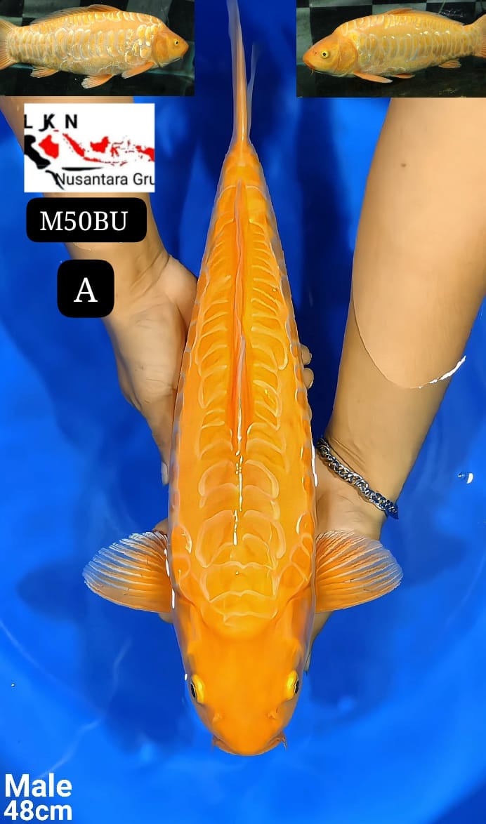 RED ARAGOKE JUMBO MALE IKAN IDAMAN PARA SULTAN LOKASI BLITAR 50BU 48cm