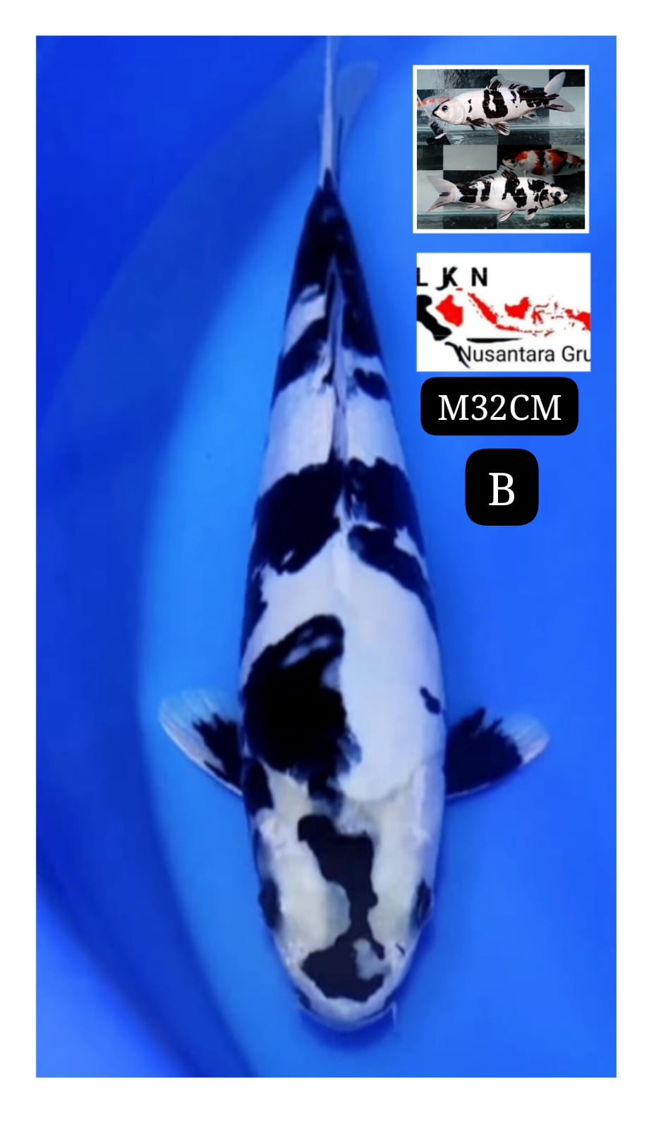 SUPER SHIRO DOITSU ORIGINAL MALE ISTIMEWA KOI IDAMAN PARA SULTAN LOKASI BLITAR 32cm