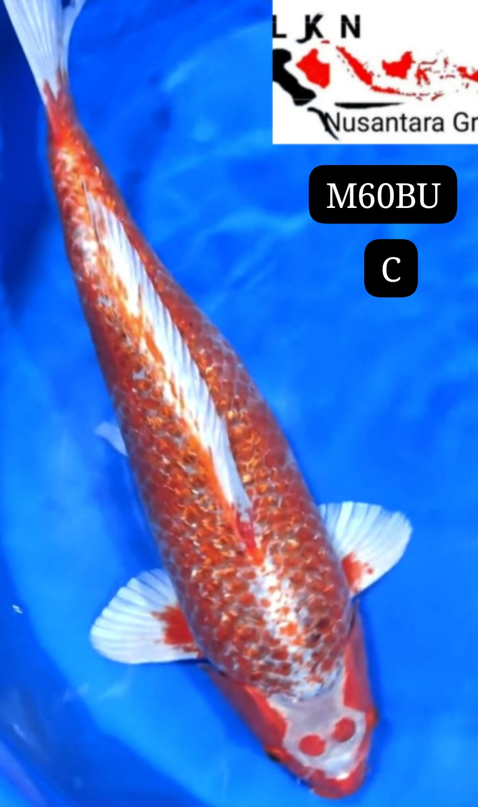 KOI ANTIK JUMBO KOLEKSI NYA PARA SULTAN LOKASI BLITAR 60BU 58cm