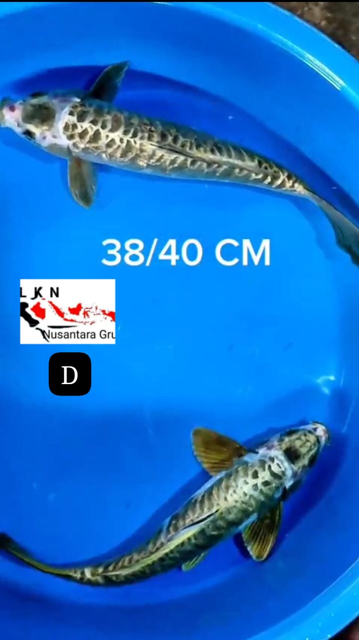 KORBAN BNR PKT 2 EKOR KOI ANTIK LANGKA JOS ISTIMEWA LOKASI BLITAR 3840cm