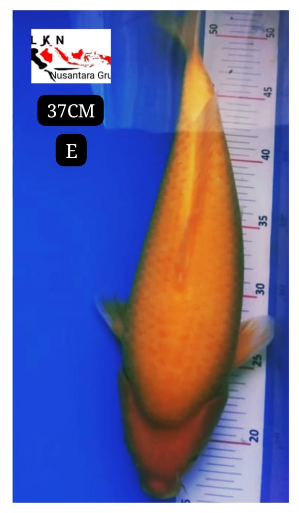 RED KARASYI PUNUK BRED KKF KHUSNUL KOI LOKASI BKC 37cm