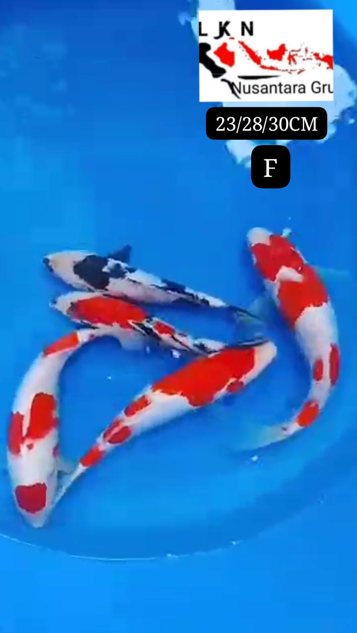 PKT 3 EKOR BONUS 2 EKOR TOTAL 5 EKOR KOHAKU SHOWA SHIRO LOKASI BKC 232830cm