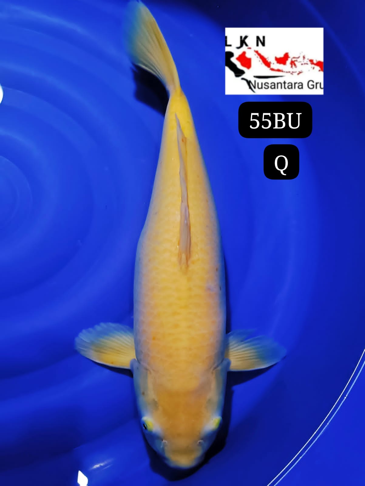 KARASYI LEMON FEMALE JUMBO LOKASI MADIUN 55BU 54cm