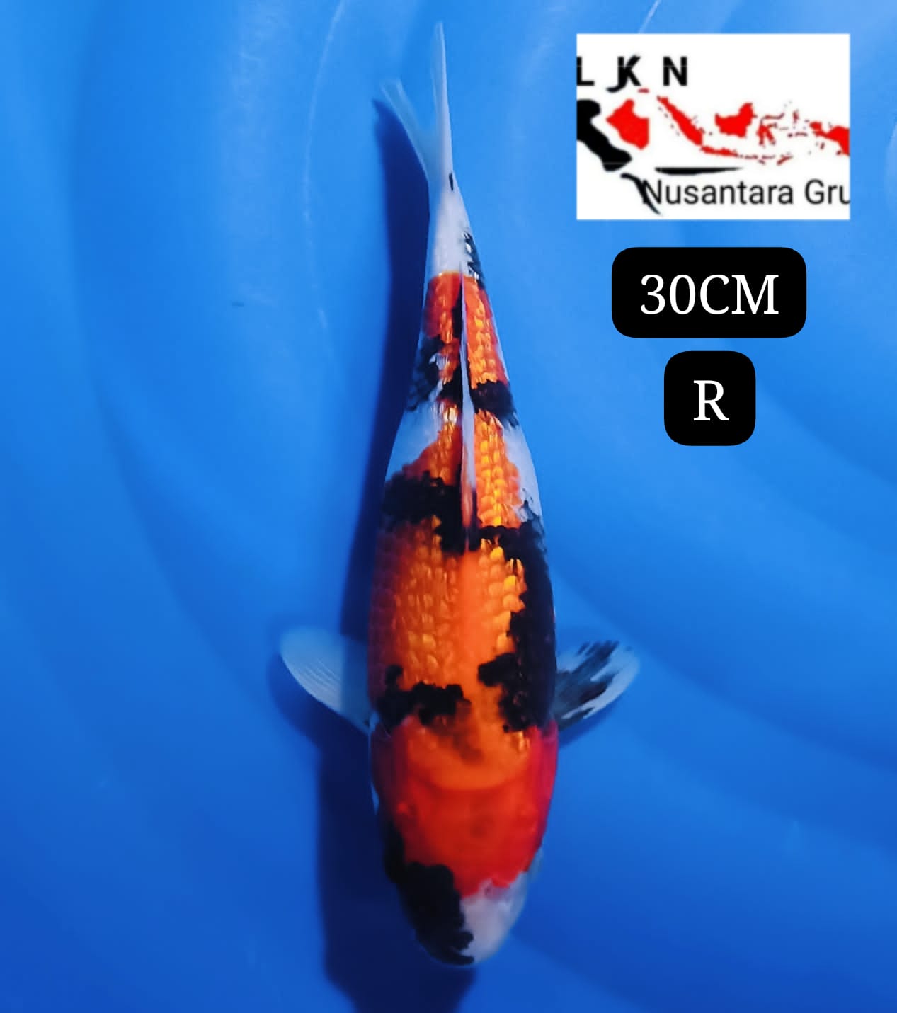 SHOWA GINRIN BAHAN JOS BREDBUDI GLAGAH LOKASI MADIUN 30cm