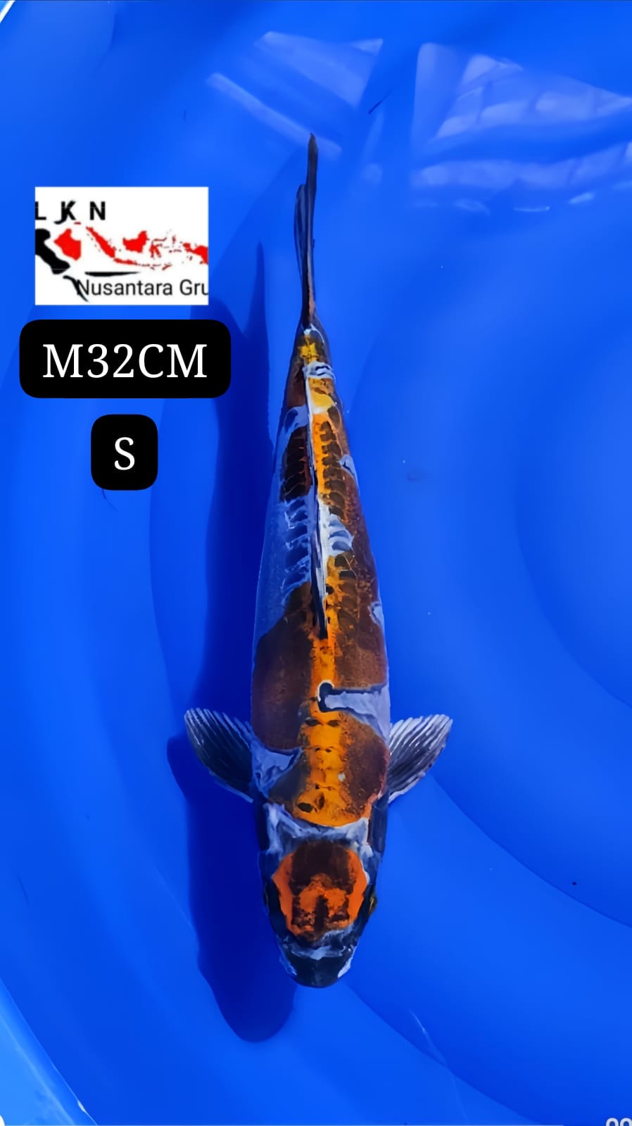 KIKO MALE ANTIK KOLEKSI KOLAM SULTAN LOKASI BLITAR 34cm