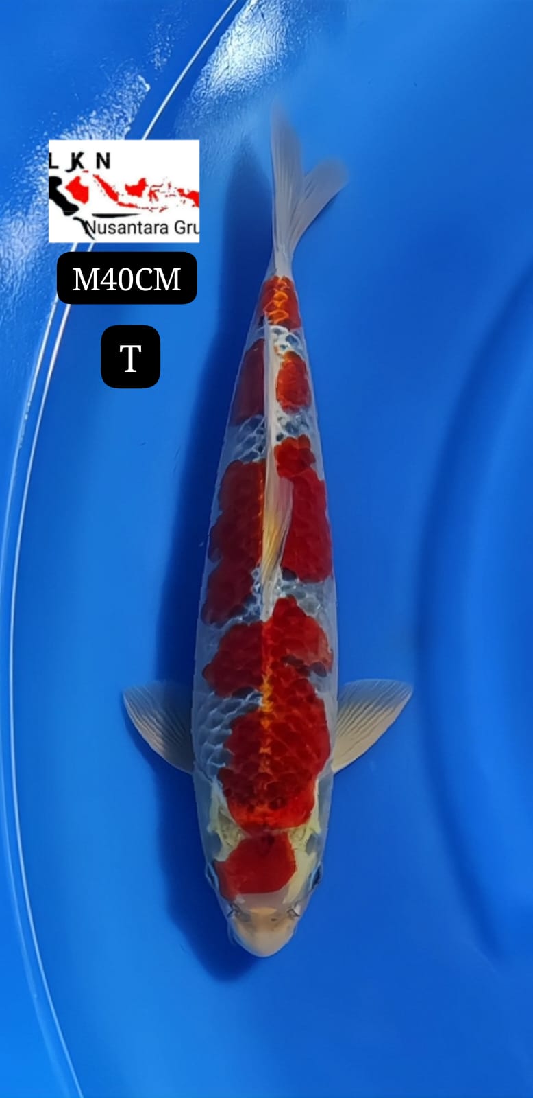 GHOSIKI RACING SUPER ORIGINAL MALE LOKASI BLITAR 40cm