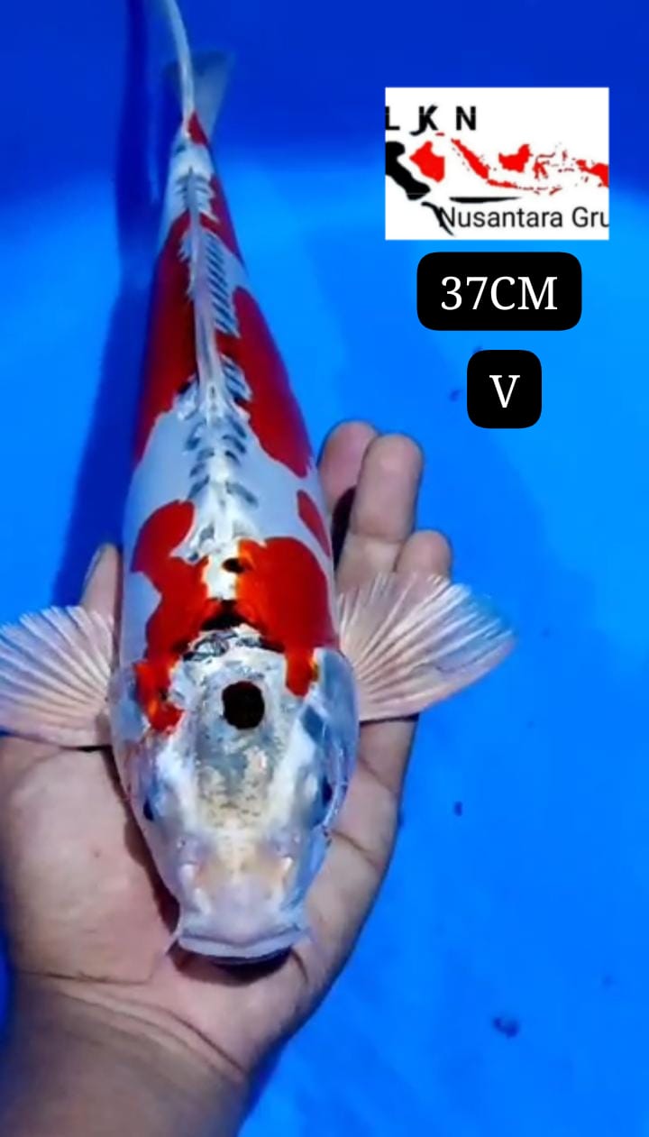 KIKO ANTIK KOLEKSI KOLAM PARA SULTAN LOKASI BLITAR 37cm