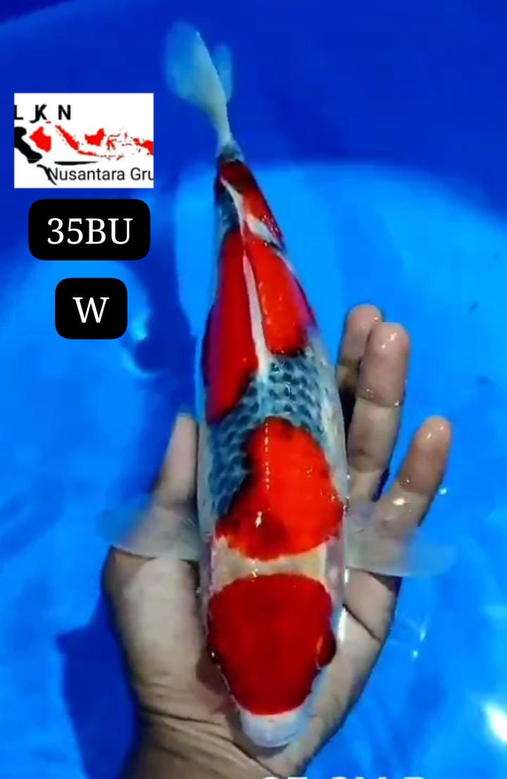 MARUTEN GHOSIKI MERAH STRONG ISTIMEWA LOKASI BLITAR 35BU 34cm