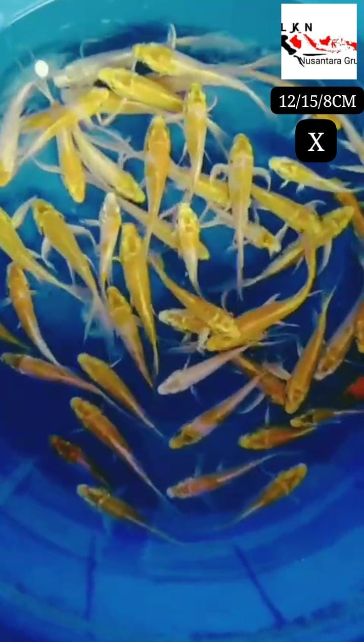 PKT 50 EKOR SLAYER KUNING HARIWAKE DN OGON ISTIMEWA LOKASI BOJONEGORO SIZE 81215cm