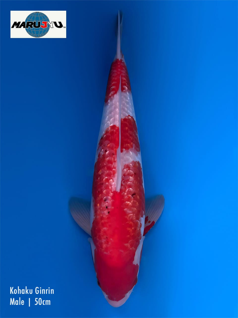 KOHAKU GINRIN MARUJYU 50cm