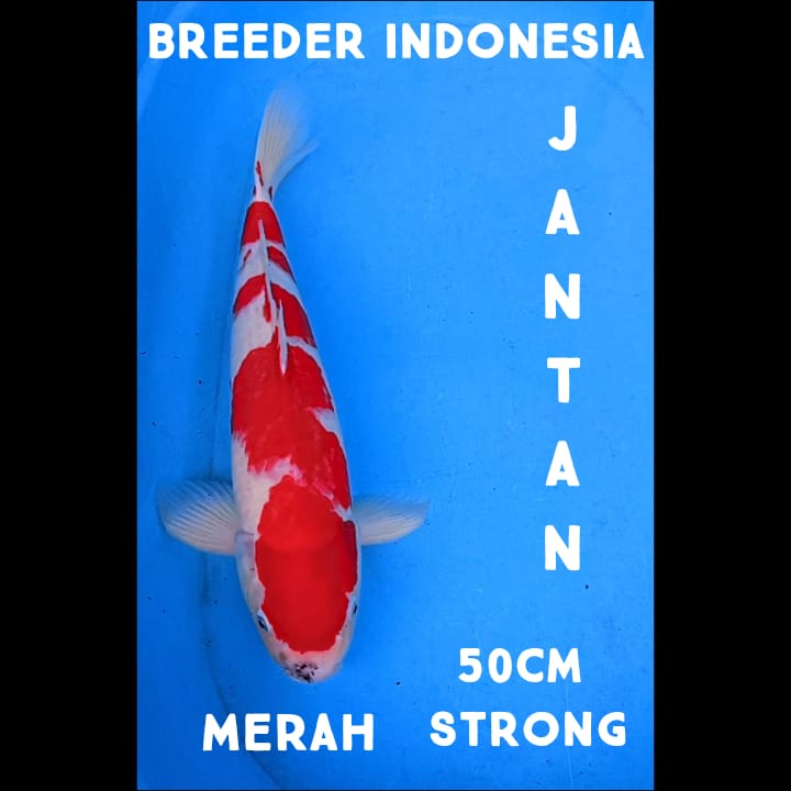 KOHAKU BREEDER INDONESIA MERAH DARAH JANTAN TANGGU 50cm