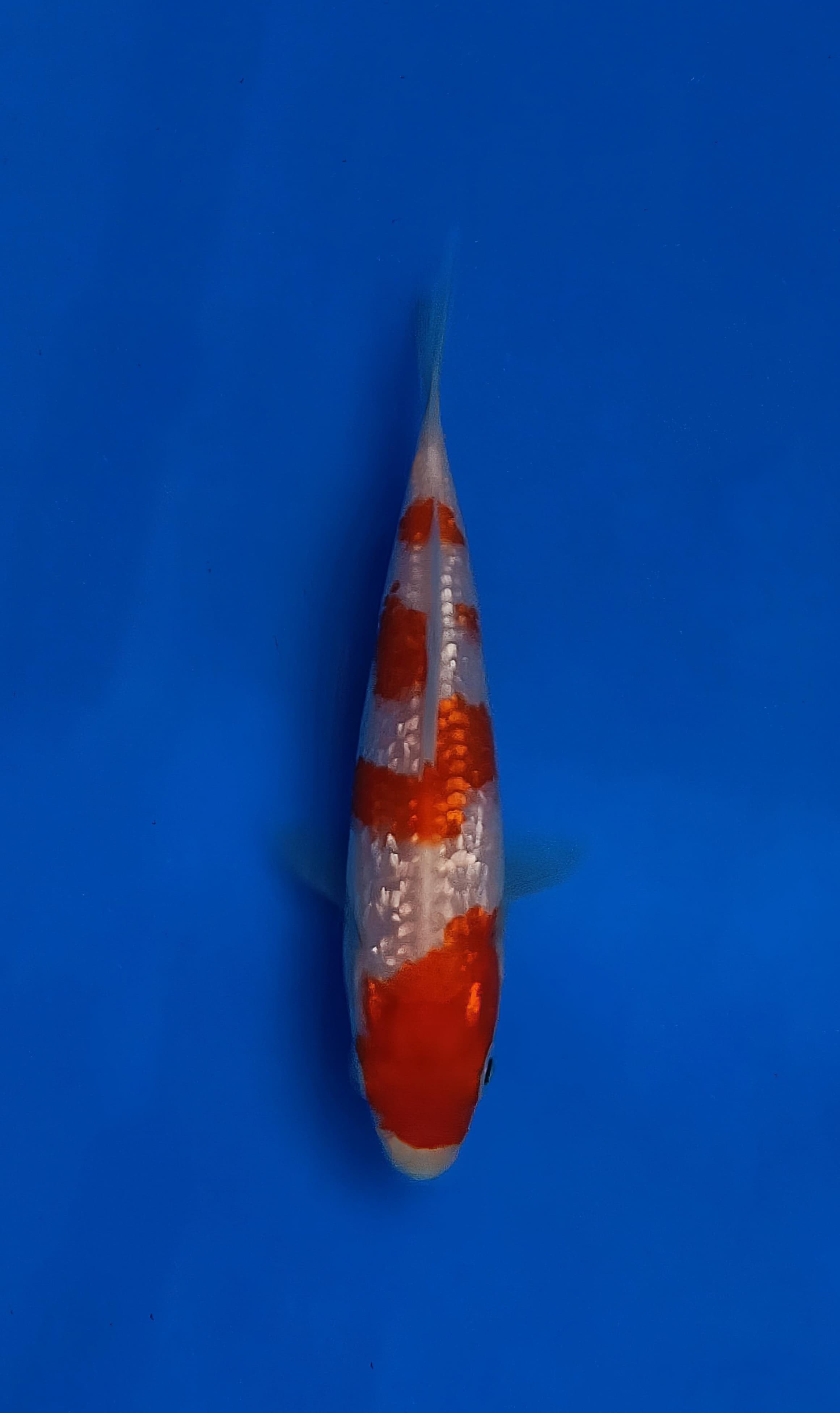 GINRIN KOHAKU 12cm
