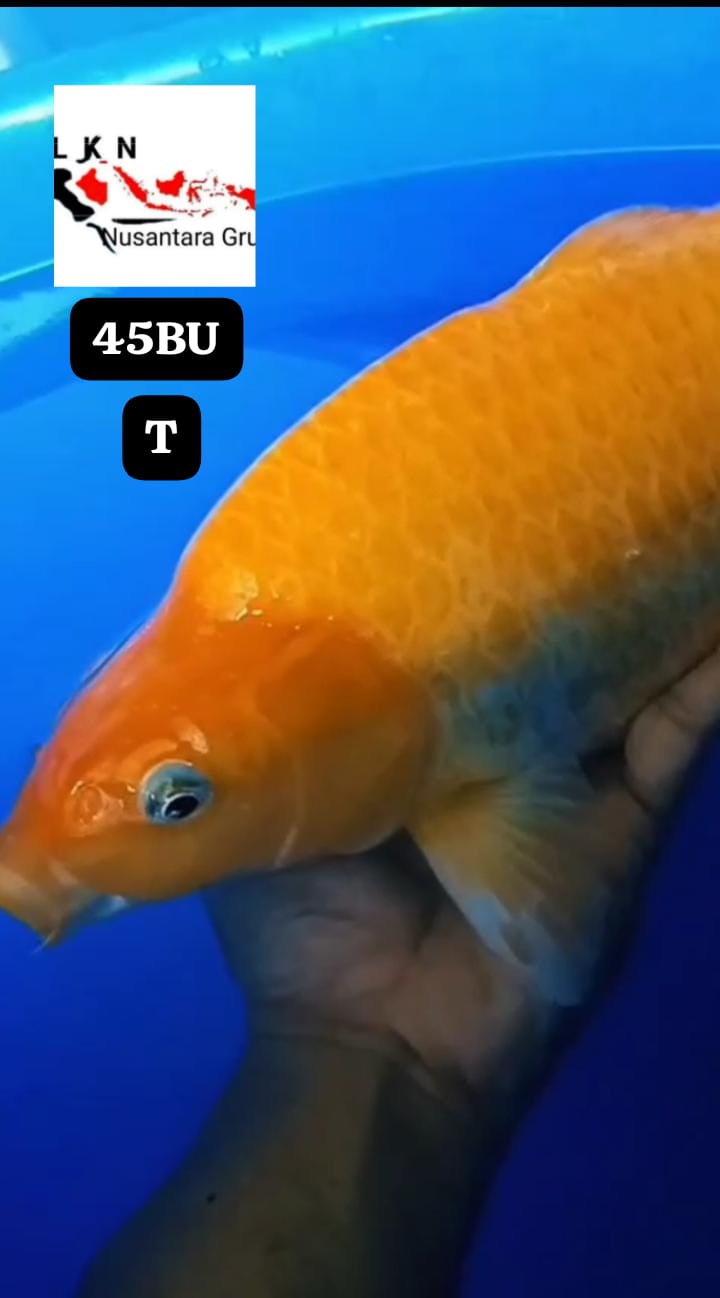 SUPER RED KARASYI MANGO BERPUNUK SUPERBULKY BRED KHUSNUL ISTIMEWA IDAMAN PARA SULTAN LOKASI BOJONEGORO 45BU 43cm