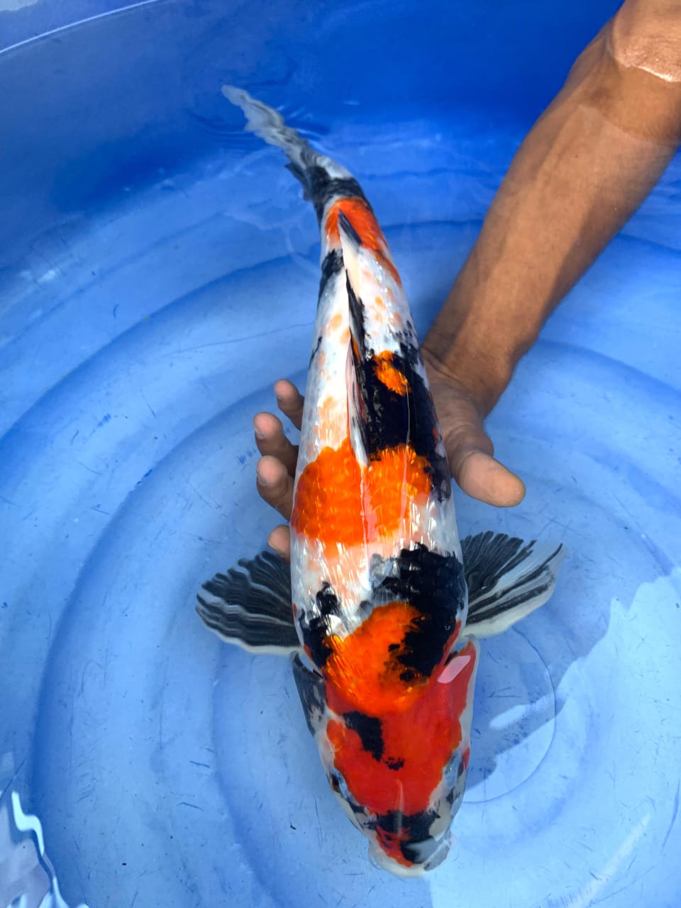 SHOWA GINRIN 42cm