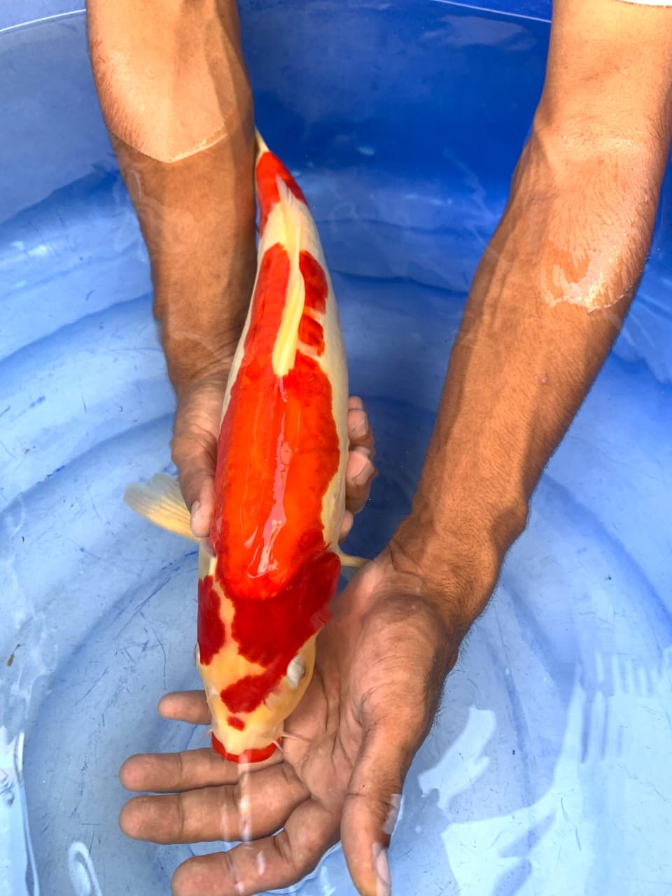 KOHAKU DOITSU 39cm