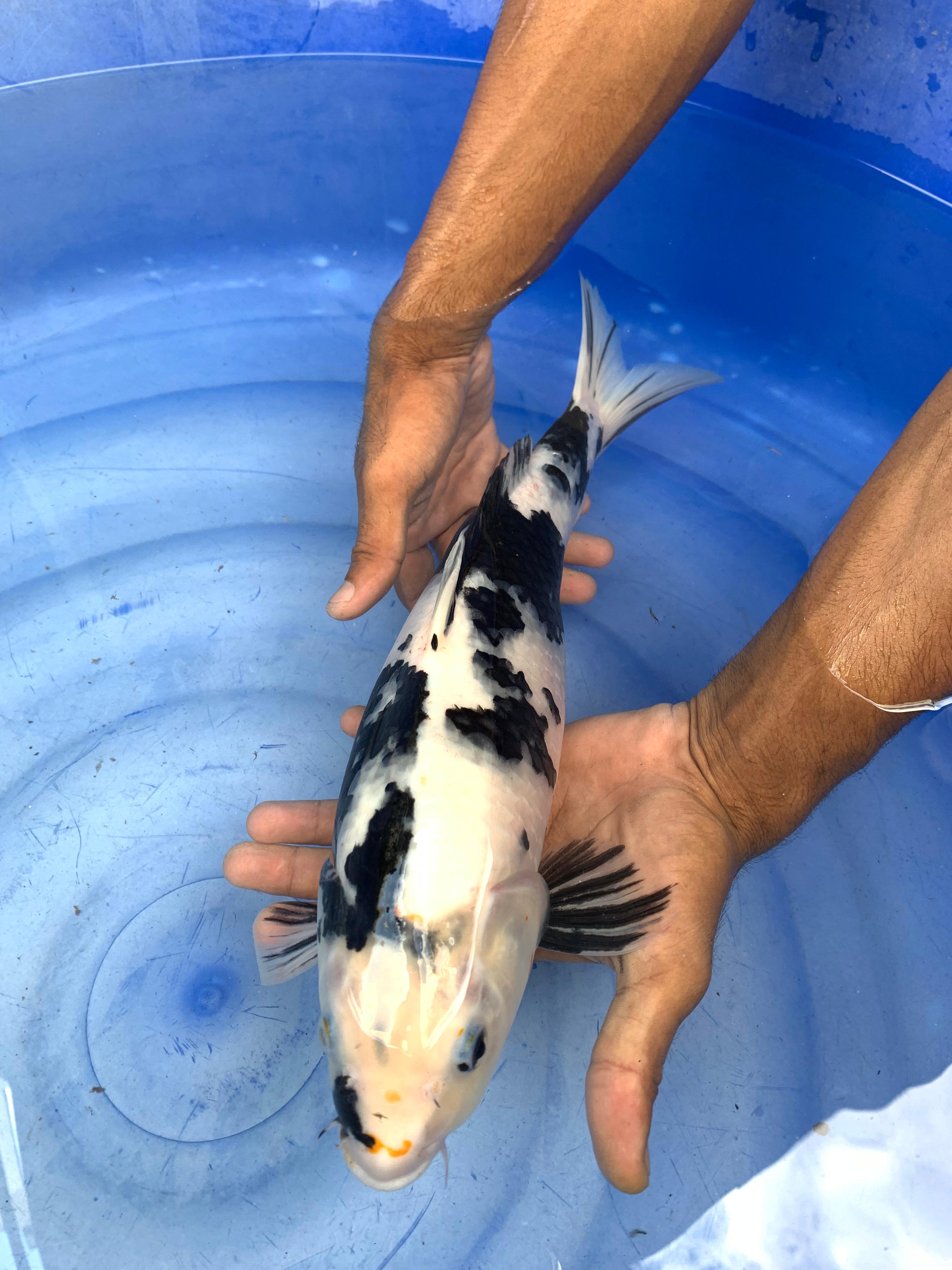 SHIRO M MULUT AGAK MIRING 37cm