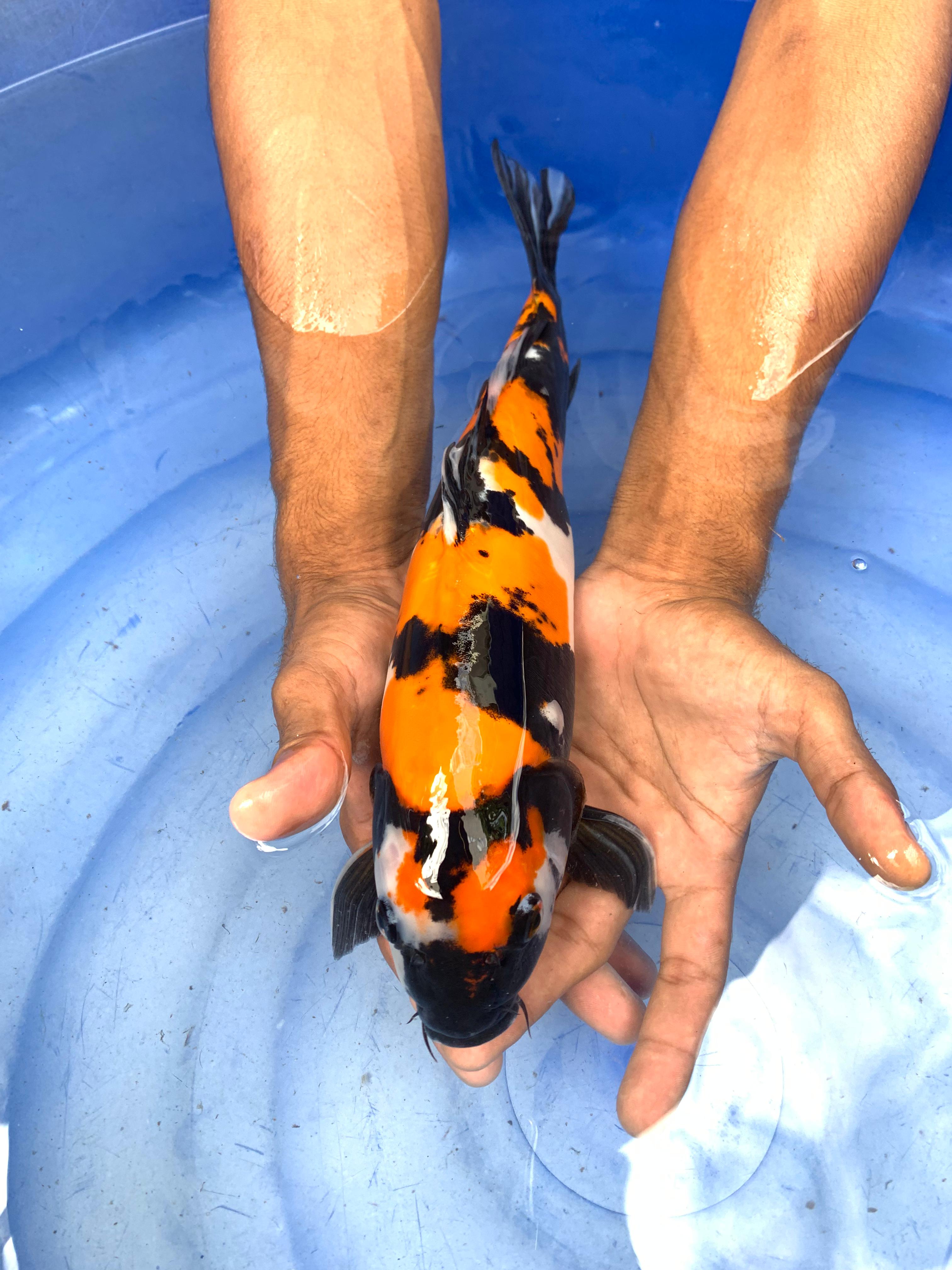 SHOWA DOITSU 34cm