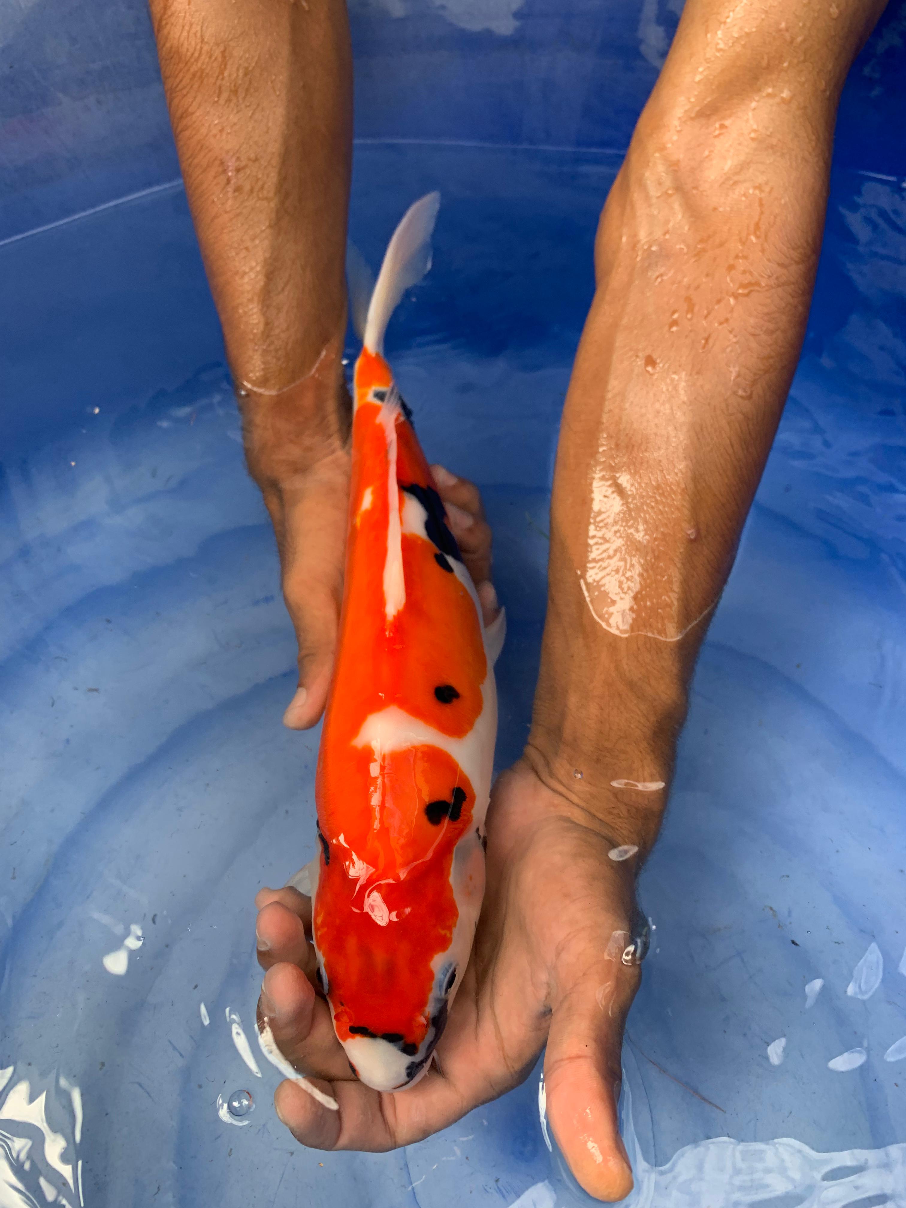 SHOWA DOITSU 37cm