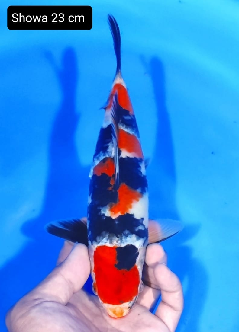 SHOWA 23cm