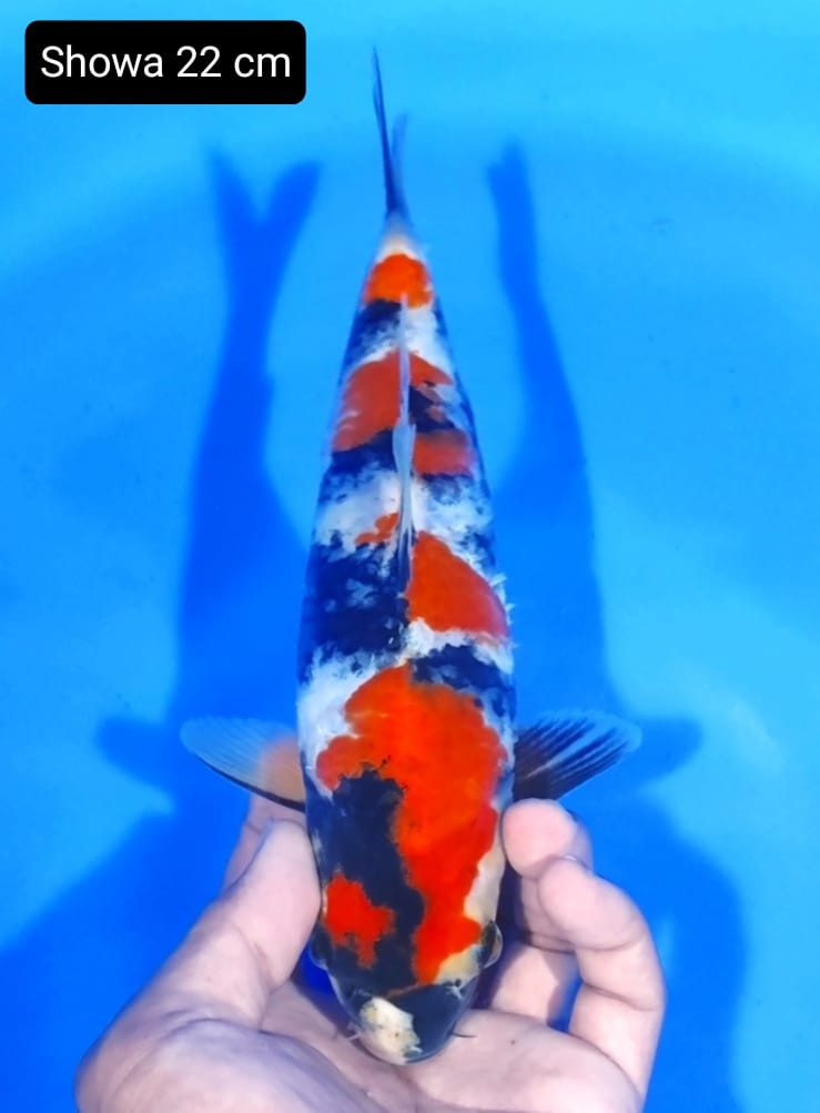 SHOWA 22cm