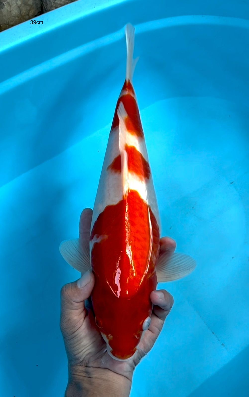 JUMBO TOSAI KOHAKU LINE AKF 39cm