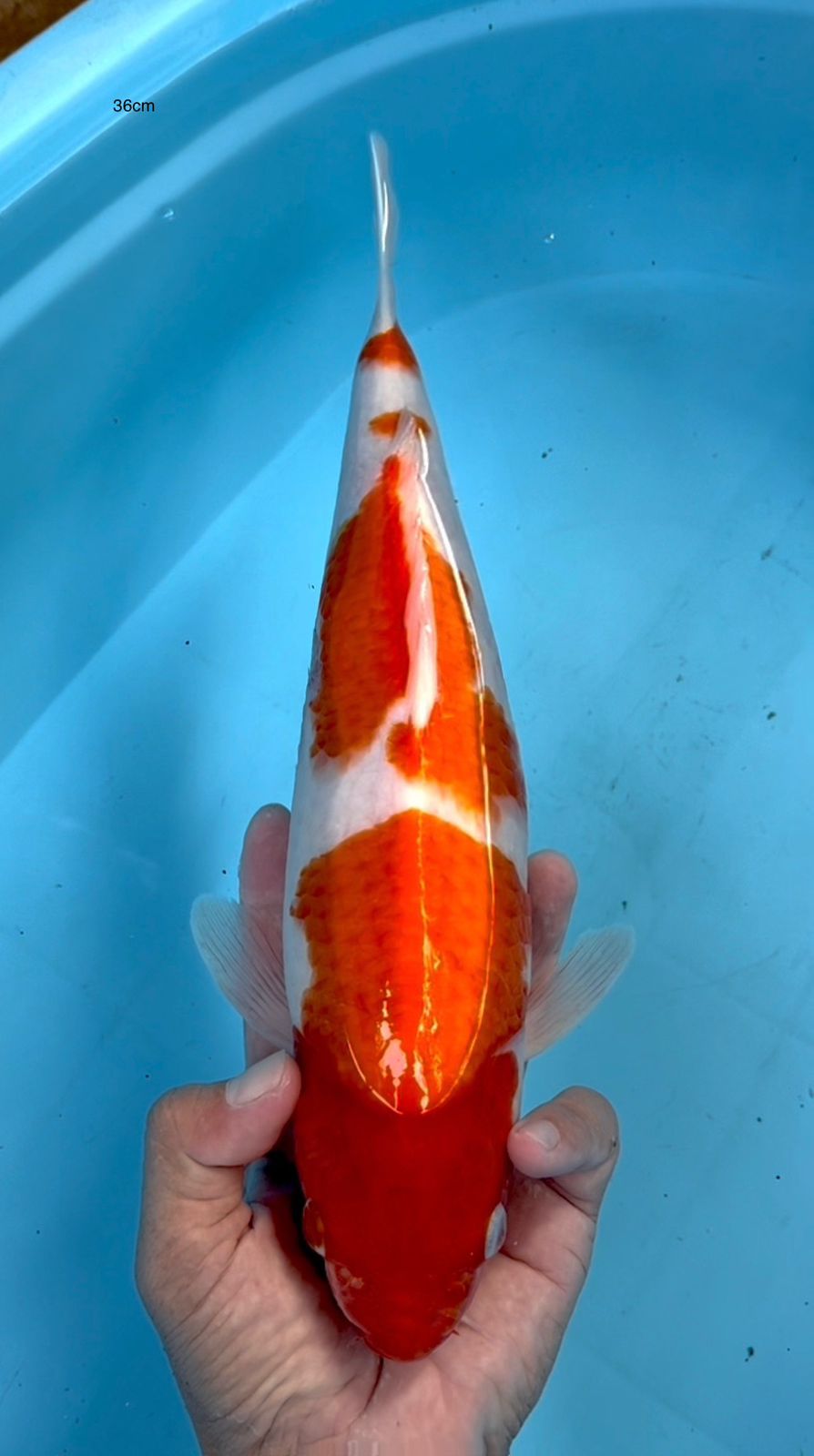 JUMBO TOSAI KOHAKU LINE AKF 36cm
