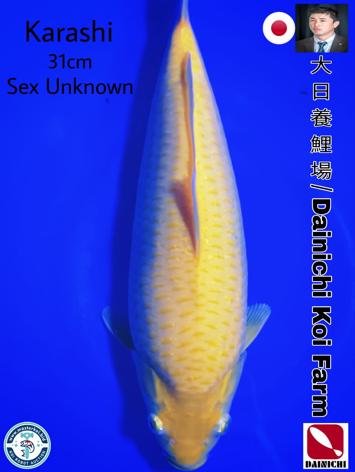 SUPERB KARASHI INPORT FROM DAINICHI KOI FARM 31cm